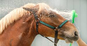 Pferde-Shampoo & Pferde-Conditioner