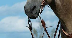 Lederzügel, Romal Reins & Zügel Loops